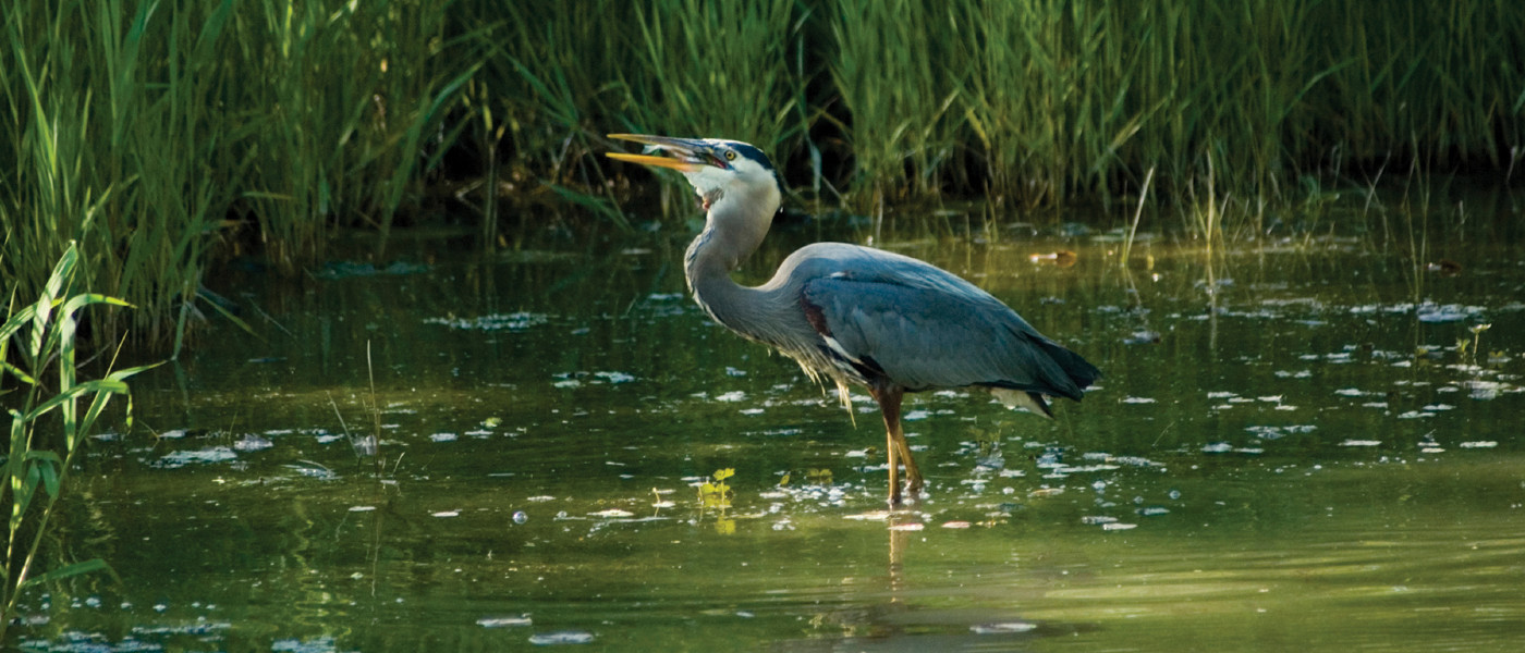 Wetlands